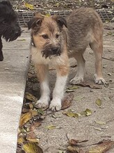 FREDDY, Hund, Mischlingshund in Rumänien - Bild 36