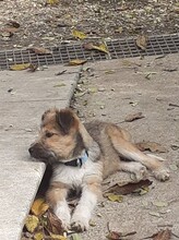FREDDY, Hund, Mischlingshund in Rumänien - Bild 37