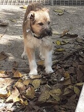 FREDDY, Hund, Mischlingshund in Rumänien - Bild 38