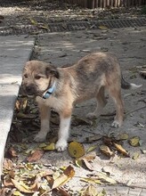 FREDDY, Hund, Mischlingshund in Rumänien - Bild 39