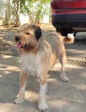 FREDDY, Hund, Mischlingshund in Rumänien - Bild 4