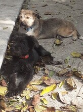 FREDDY, Hund, Mischlingshund in Rumänien - Bild 40