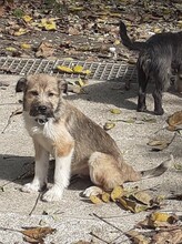 FREDDY, Hund, Mischlingshund in Rumänien - Bild 41
