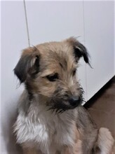 FREDDY, Hund, Mischlingshund in Rumänien - Bild 42