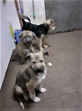 FREDDY, Hund, Mischlingshund in Rumänien - Bild 43