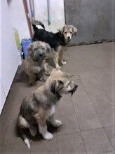 FREDDY, Hund, Mischlingshund in Rumänien - Bild 44