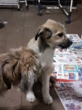 FREDDY, Hund, Mischlingshund in Rumänien - Bild 45
