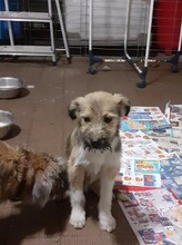 FREDDY, Hund, Mischlingshund in Rumänien - Bild 47
