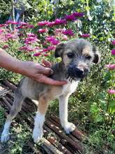 FREDDY, Hund, Mischlingshund in Rumänien - Bild 49