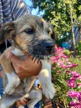 FREDDY, Hund, Mischlingshund in Rumänien - Bild 50