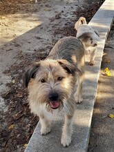 FREDDY, Hund, Mischlingshund in Rumänien - Bild 6