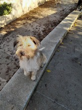 FREDDY, Hund, Mischlingshund in Rumänien - Bild 8