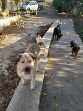 FREDDY, Hund, Mischlingshund in Rumänien - Bild 9
