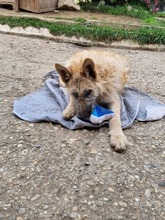 JACKSON, Hund, Mischlingshund in Slowakische Republik - Bild 10