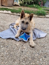 JACKSON, Hund, Mischlingshund in Slowakische Republik - Bild 12