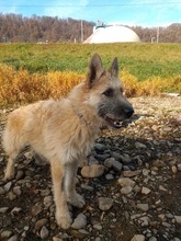 JACKSON, Hund, Mischlingshund in Slowakische Republik - Bild 17