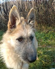JACKSON, Hund, Mischlingshund in Slowakische Republik - Bild 2