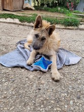 JACKSON, Hund, Mischlingshund in Slowakische Republik - Bild 8