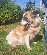 BELLA, Hund, Pyrenäenberghund in Bosnien und Herzegowina - Bild 3