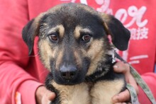 CAEL, Hund, Mischlingshund in Rumänien - Bild 1