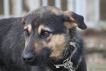 CAEL, Hund, Mischlingshund in Rumänien - Bild 2
