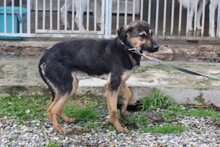 CAEL, Hund, Mischlingshund in Rumänien - Bild 3