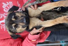 CAEL, Hund, Mischlingshund in Rumänien - Bild 4