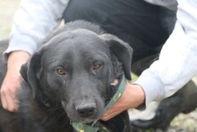 DOUCE, Hund, Labrador-Mix in Rumänien - Bild 1