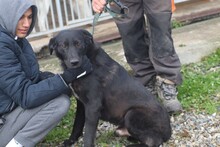 DOUCE, Hund, Labrador-Mix in Rumänien - Bild 4