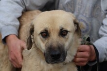 ANANDA, Hund, Golden Retriever-Labrador-Mix in Rumänien - Bild 1