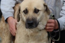 ANANDA, Hund, Golden Retriever-Labrador-Mix in Rumänien - Bild 2