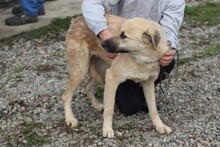 ANANDA, Hund, Golden Retriever-Labrador-Mix in Rumänien - Bild 3
