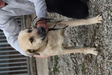 ANANDA, Hund, Golden Retriever-Labrador-Mix in Rumänien - Bild 4