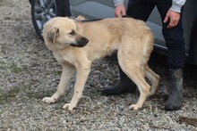 ANANDA, Hund, Golden Retriever-Labrador-Mix in Rumänien - Bild 5
