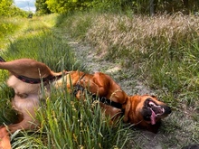 PAYTON, Hund, Mischlingshund in Ungarn - Bild 1