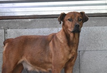 PAYTON, Hund, Mischlingshund in Ungarn - Bild 4