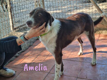 AMELIA, Hund, Mischlingshund in Spanien - Bild 2