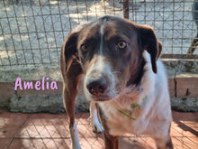 AMELIA, Hund, Mischlingshund in Spanien - Bild 3