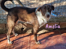 AMELIA, Hund, Mischlingshund in Spanien - Bild 4
