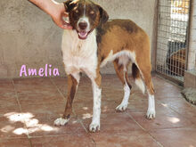 AMELIA, Hund, Mischlingshund in Spanien - Bild 5