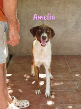 AMELIA, Hund, Mischlingshund in Spanien - Bild 6