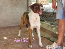 AMELIA, Hund, Mischlingshund in Spanien - Bild 7