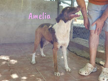 AMELIA, Hund, Mischlingshund in Spanien - Bild 8