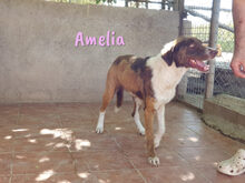 AMELIA, Hund, Mischlingshund in Spanien - Bild 9