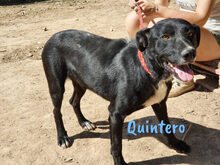 QUINTERO, Hund, Mischlingshund in Spanien - Bild 1