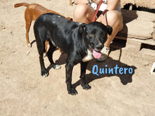 QUINTERO, Hund, Mischlingshund in Spanien - Bild 4