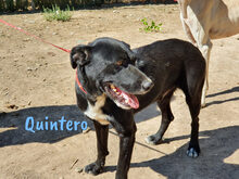 QUINTERO, Hund, Mischlingshund in Spanien - Bild 5