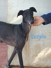 CARPIO, Hund, Galgo Español in Spanien - Bild 1