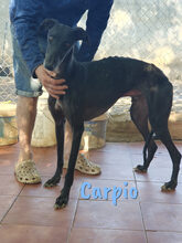 CARPIO, Hund, Galgo Español in Spanien - Bild 2