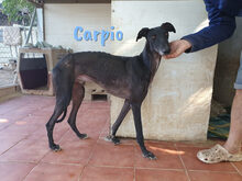 CARPIO, Hund, Galgo Español in Spanien - Bild 3